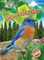Bluebirds