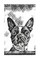 Boston Terrier