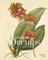 Rhs Orchids