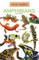 Amphibians