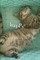 HappyÂ² Pure Slush Vol. 15