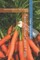 Twenty-four Carrot Faith