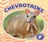 Chevrotains