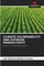 Climate Vulnerability and Soybean Productivity