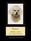 Bichon