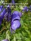 50 Homeopathic First-Aid Medicines for Animals: Benefits and Uses