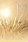 Infinite Sun