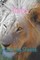 Lion Coloring Sheets