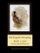 Old English Sheepdog