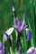 Wild Blue Iris Journal