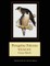 Peregrine Falcons