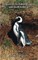 Penguins of the Falkland Islands and South America