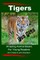Tigers For Kids