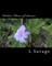 Fabulous Flowers of Summer