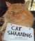 Cat Shaming