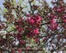 Spring in the Creasey Mahan Nature Preserve