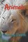 Animals Coloring Sheets