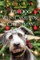 The Dog Who Came for Christmas