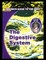 Digestive System