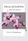 Phalaenopsis