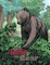 The Lost Bear