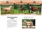 Horses (Set)