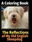 The Reflections of My Old English Sheepdog