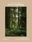 The Healing Magic of Forest Bathing