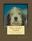 I Want A Pet Petit Basset Griffon Vendeen
