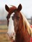 Kids Large Horse Journal