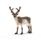 SCHLEICH WILD LIFE Reindeer