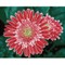 Deimantinė mozaika PINK GERBERAS 40x50