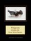 Widgeons