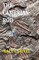 The Cambrian Rod