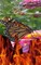 Ladybird