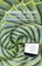 Learning to Code - An Invitation to Computer Science Through the Art and Patterns of Nature (Lynx Edition)