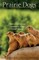 Prairie Dogs