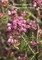 A Practical Guide To Producing Heather Honey