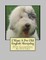 I Want A Pet Old English Sheepdog