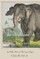Do Elephants Have Knees?
