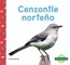 Cenzontle NorteÃ±o (Northern Mockingbirds)
