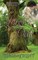 Lover's Oak