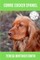 Corrie Cocker Spaniel