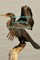 Cormorant Landing