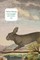 The Rabbit Between Us