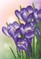 Deimantinė mozaika SPRING CROCUS 32x22