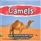Camels