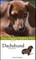 Dachshund