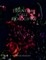 Essential cell biology-10