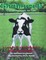 Shamrock The Calf That Beats the Odds